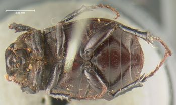 Media type: image;   Entomology 24797 Aspect: habitus ventral view